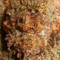 Mozambique, Maputo, Ponta do Ouro, Scorpionfish (Scorpaenidae, sp.)