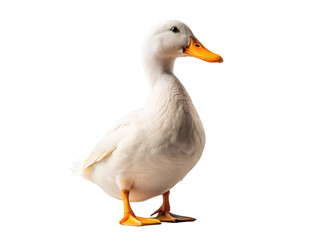 Duck png bird duck png domestic duck png farm duck png waterfowl duck png white duck png pond duck png transparent background image