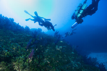 Fototapeta premium Parete di una secca ricoperta de gorgonie rosse, Paramuricea clavata e sub con rebreather e DPV