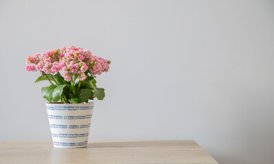 kalanchoe with pink flowers in pot on wooden table