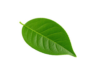 Obraz premium Detailed closeup of a vibrant green leaf with prominent veins and a short stem