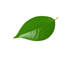 Fototapeta premium Glossy Green Leaf with Detailed Veins and Smooth Surface Texture