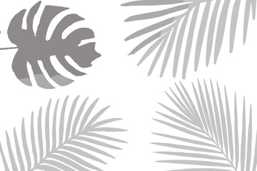 Tropical leaves shadow overlay with Monstera Deliciosa and palm fronds on a white background creates a natural decorative element