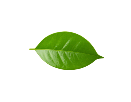 Glossy green leaf with prominent veins and a pointed tip showcasing natural details