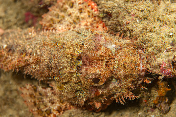 Mozambique, Maputo, Ponta do Ouro, Scorpionfish (Scorpaenidae, sp.)
