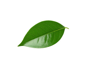 Obraz premium Glossy Green Leaf with Prominent Veins and Pointed Tip Isolated