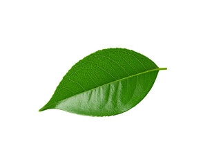 Obraz premium Glossy Green Leaf with Prominent Veins and Serrated Edges Isolated