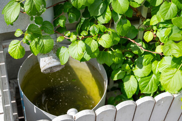 Water barrel stands under downspout, rainwater flows from roof into it. Bush grows nearby....