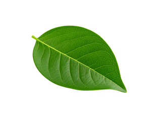 Obraz premium Single vibrant green leaf with detailed venation and smooth edges (1)