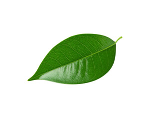 Obraz premium Single vibrant green leaf with intricate vein details and a glossy surface