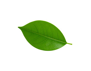 Fototapeta premium Single vibrant green leaf with detailed venation and smooth texture (1)