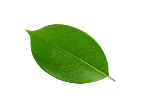 Single vibrant green leaf with intricate vein patterns and pointed tip
