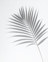 A natural shadow of a palmetto palm leaf is cast gracefully across a white surface.