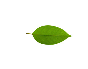 Obraz premium Translucent green leaf with visible veins and a short stem centered