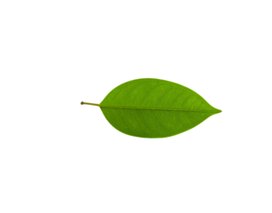 Translucent green leaf with visible veins and a short stem centered