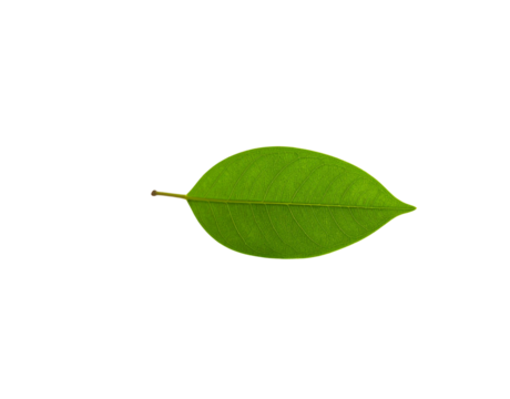 Translucent green leaf with visible veins and a short stem centered