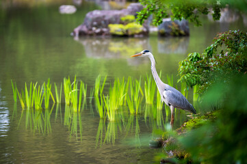 Fototapeta premium Japanese Crane Bird in Pond, Kyoto, Japan
