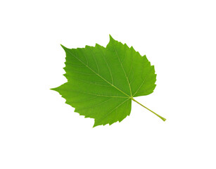 Fototapeta premium Vibrant green grape leaf with detailed venation and serrated edges