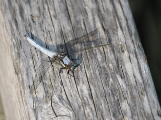 シオヤトンボのクローズアップ