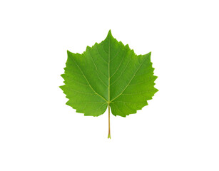Fototapeta premium Vibrant green grape leaf with prominent veins and serrated edges