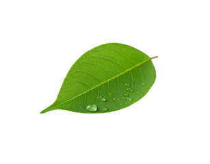 Obraz premium Vibrant green leaf with delicate water droplets clinging to its surface