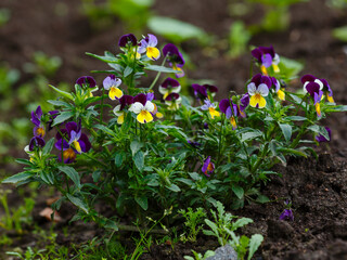 Pansy (Latin- Viola tricolor ) is a herbaceous annual or biennial ( rarely perennial ) plant 