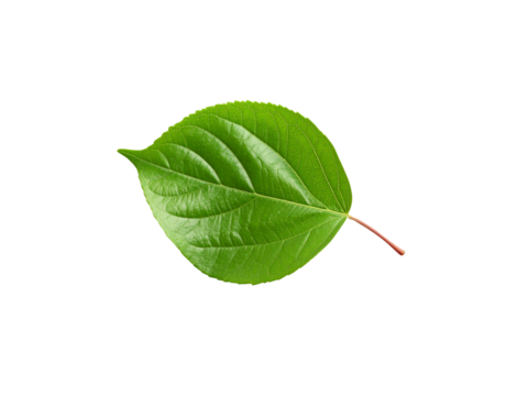 Vibrant green leaf with detailed venation and a slender reddish stem