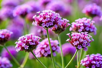 Obraz premium Verbena generative ai