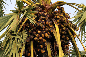 There are many toddy palm fruits on the toddy palm trees ready to be harvested for consumption.