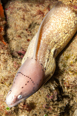 Mozambique, Maputo, Ponta do Ouro, Geometric Moray Eel (Siderea grisea, Gymnothorax griseus)