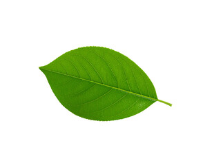 Obraz premium Vibrant green leaf with detailed venation and serrated edges isolated on transparency
