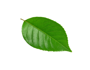 Vibrant green leaf with detailed venation and serrated edges isolated on transparent background (2)