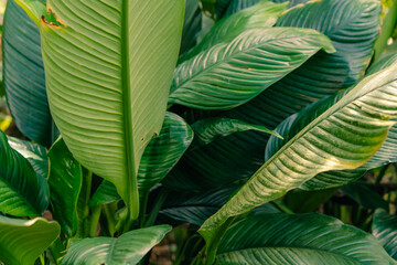 Close-up petal of white flower on background green leaves Spathiphyllum cochlearispathum