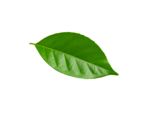 Vibrant green leaf with detailed venation and smooth edges isolated (4)