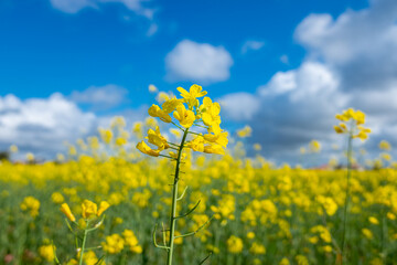 agricultural innovation a productive brassica napus crop ready for harvest