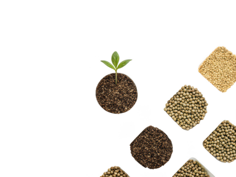 fast germination seeds png quick sprouting seeds png rapid growth seeds png fast growing seeds png gardening seeds png plant seeds png agricultural seeds png transparent background image