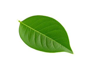 Obraz premium Vibrant green leaf with detailed venation and smooth edges isolated (8)