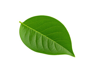 Obraz premium Vibrant green leaf with detailed venation and smooth edges isolated on transparency