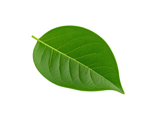 Obraz premium Vibrant green leaf with detailed venation isolated on transparent background