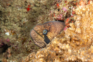 Mozambique, Maputo, Ponta do Ouro, Black cheek moray (Gymnothorax breedeni)