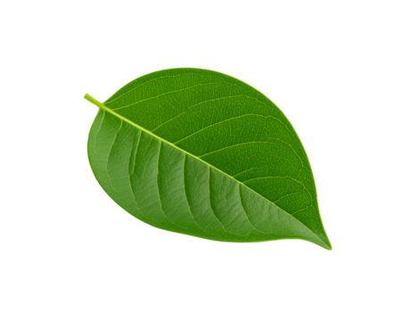 Vibrant green leaf with intricate vein patterns and a smooth glossy surface