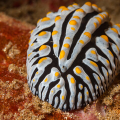 Mozambique, Maputo, Ponta do Ouro, Nudibranch, Sea Slug (Phyllidia, sp)