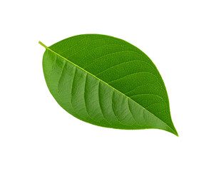 Obraz premium Vibrant green leaf with intricate vein patterns showcasing natural beauty and detail