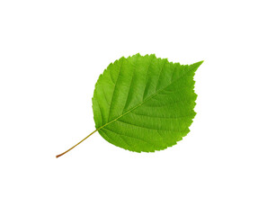 Vibrant green leaf with intricate veins and serrated edges isolated against transparency