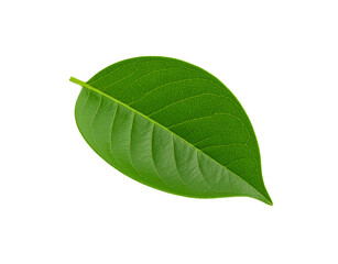 Obraz premium Vibrant green leaf with intricate venation and a pointed tip isolated