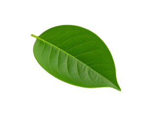 Vibrant green leaf with intricate venation and a pointed tip isolated