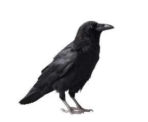 Obraz premium A majestic black crow stands proudly, captured in stunning detail with a focused look.