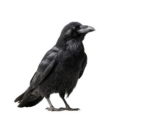 Fototapeta premium A striking image of a raven, showcasing its sleek, black feathers and sharp features.