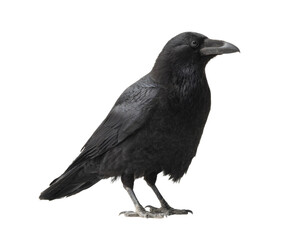 A majestic crow stands proudly, showcasing its sleek, black plumage and intelligent gaze.