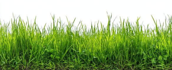 Fototapeta premium The lush green grass creating a vibrant natural backdrop for outdoor scenes